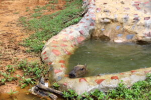 東南植物楽園