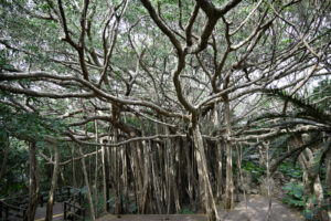 アスムイハイクス